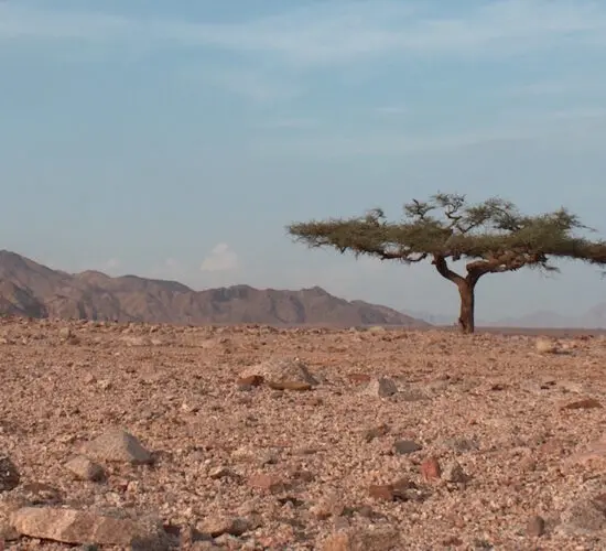 Lone acacia tree standing tall in Sharm El Sheikh's vast Sinai desert, with rugged mountains and endless rocky sands under a clear blue sky—serene backdrop for your buggy safari adventure.