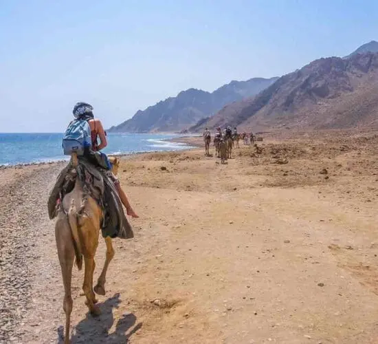 A camel ride by the Red Sea