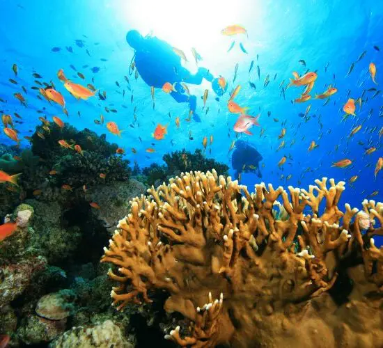 Vibrant coral reef snorkeling in Sharm El Sheikh: divers surrounded by schools of orange tropical fish and fan corals in crystal-clear Red Sea waters.