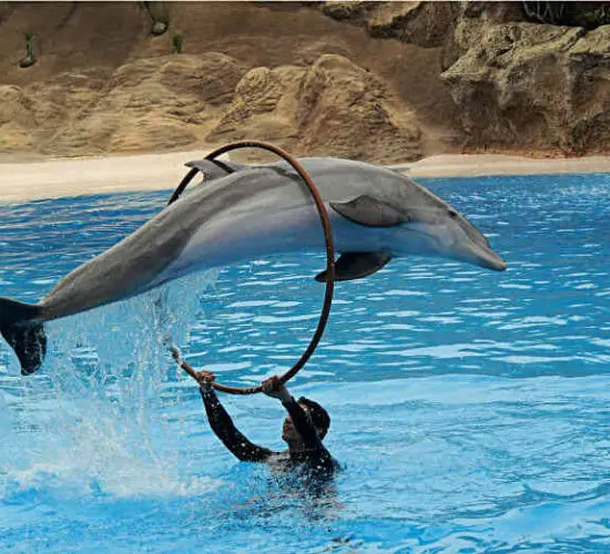 dolphin flying through the circle at sharm blue excursions