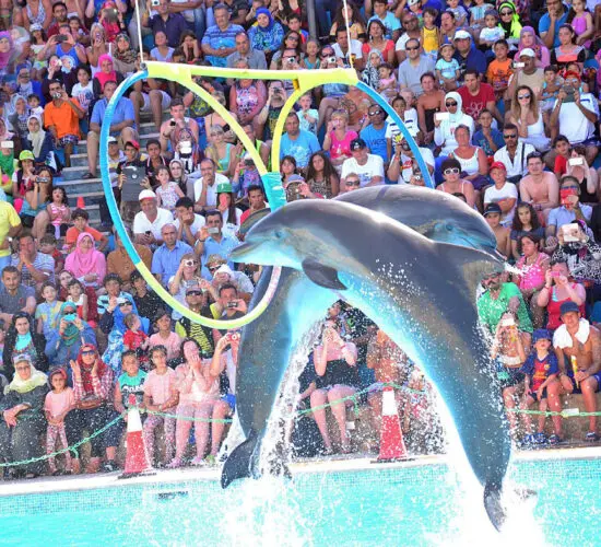 dolphin show sharm blue excursions