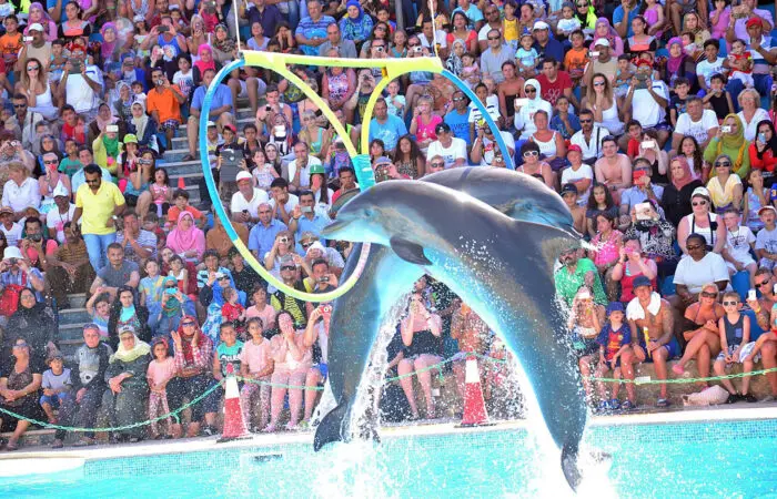 dolphin show sharm blue excursions
