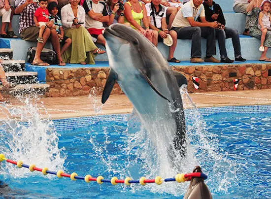 dolphin tricks at sharm blue excursions