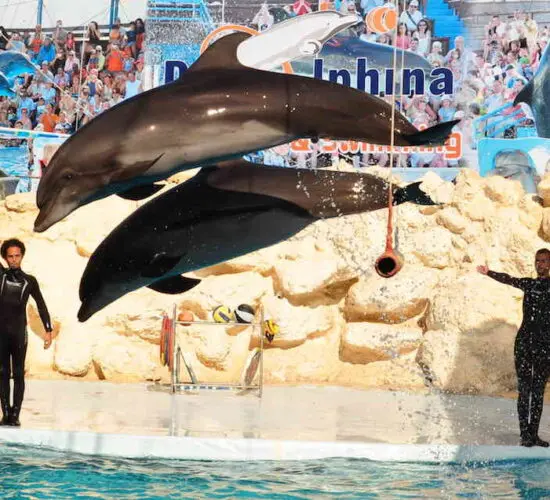 dolphins flying in the air at sharm blue excursions