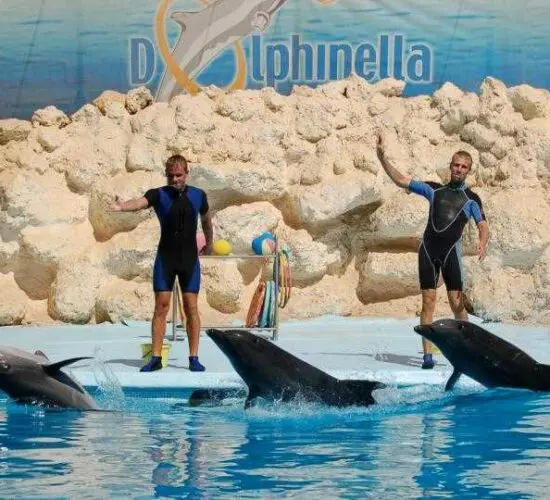 dolphins greeting their instructor at sharm blue excursions