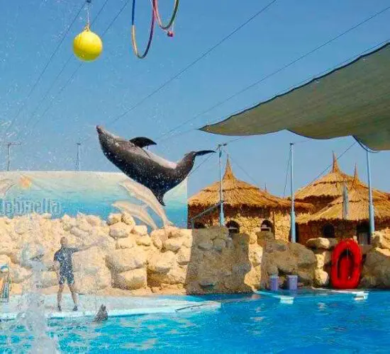 flying dolphin at sharm blue excursions