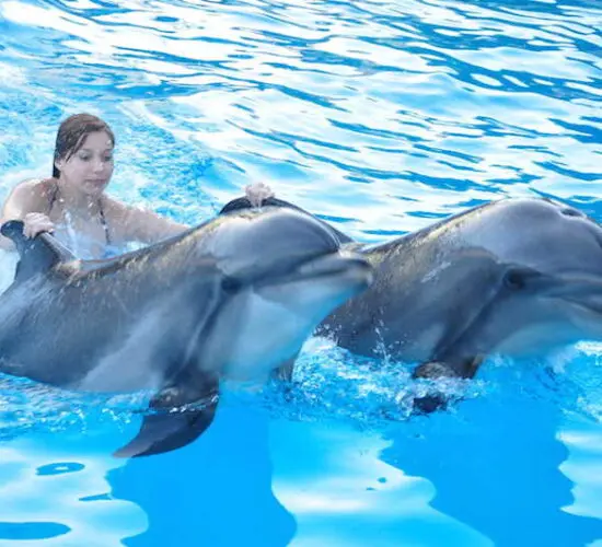 girl riding dolphins at sharm blue excursions