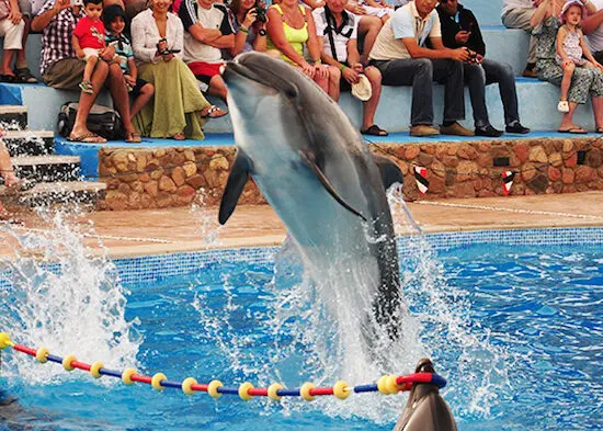 jumping dolphin at sharm blue excursions