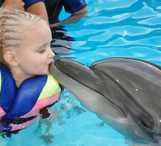 little girl kissing the dolphin at sharm blue excursions