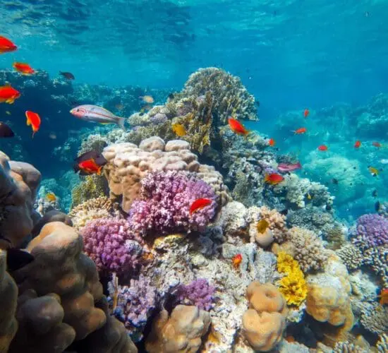 ras mohamed marine life sharm blue excursions