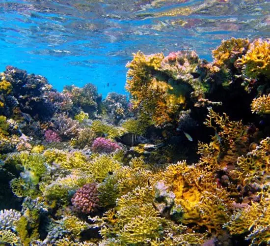 red sea marine life 3 sharm blue excursions