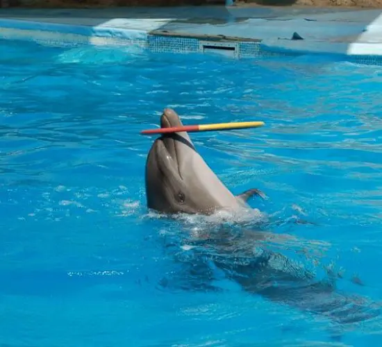 smart dolphin playing with circle at sharm blue excursions