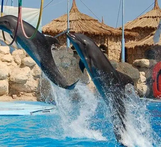 smart dolphin trick atsharm blue excursions