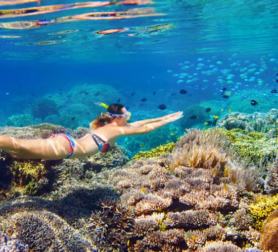 Snorkeler swimming above vibrant coral reef in Sharm El Sheikh's Red Sea, surrounded by schools of tropical fish and colourful corals