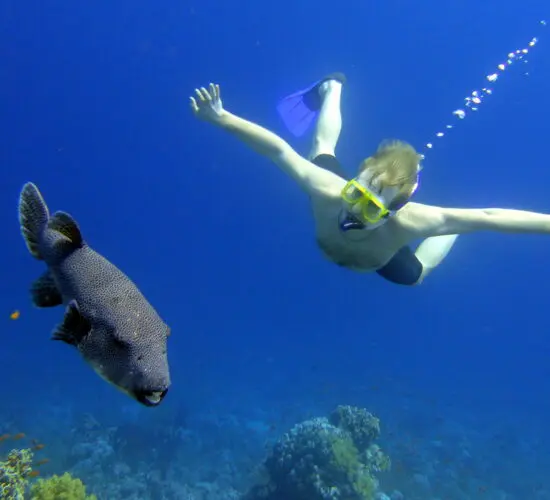 Snorkeler floating over a stunning Red Sea coral garden in Sharm El Sheikh, surrounded by colorful fish and crystal-clear turquoise water.