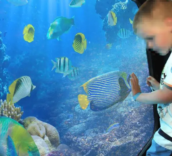 Semi-submarine gliding over vibrant Red Sea coral gardens: guests inside watching colorful fish and reefs through huge underwater windows in Sharm El Sheikh.