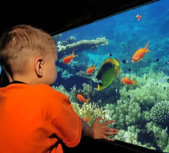 submarine adventure sharm blue excursions