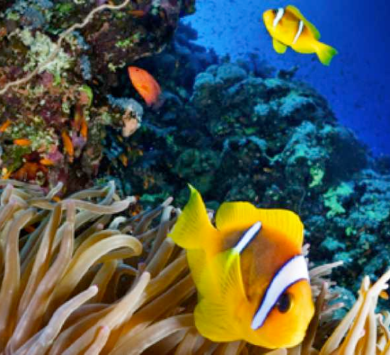 Ras Mohamed National Park, underwater beauty