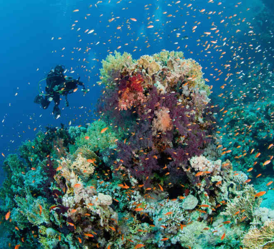 Diver through the corals and fish of Ras Mohamed